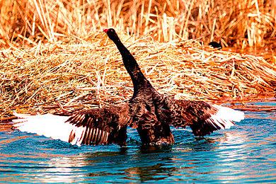 《全面战争: 战锤3》瓦尔基亚预告 DLC8月23日发售